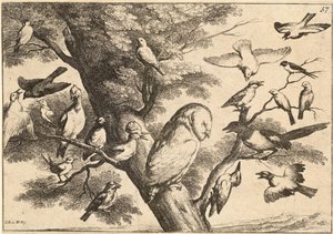 Baglyot mobbáló madarak alkotó: Wenceslaus Hollar